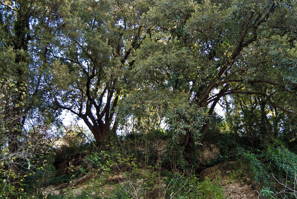 Fasce Boscate di Persano (SA) - Campania Bellezza del Creato